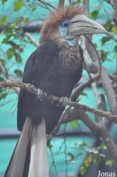 Hong Kong Zoological and Botanical Gardens