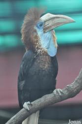 Hong Kong Zoological and Botanical Gardens
