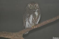 Glaucidium cuculoides