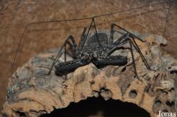 Noctalis