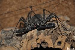 Noctalis