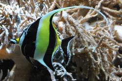Zanclidae