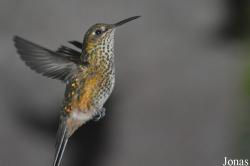 Trochilidae