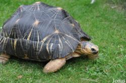 Astrochelys radiata