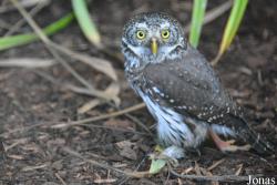 Glaucidium passerinum