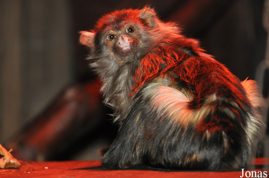 Paradise Wildlife Park