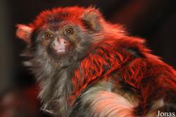 Paradise Wildlife Park