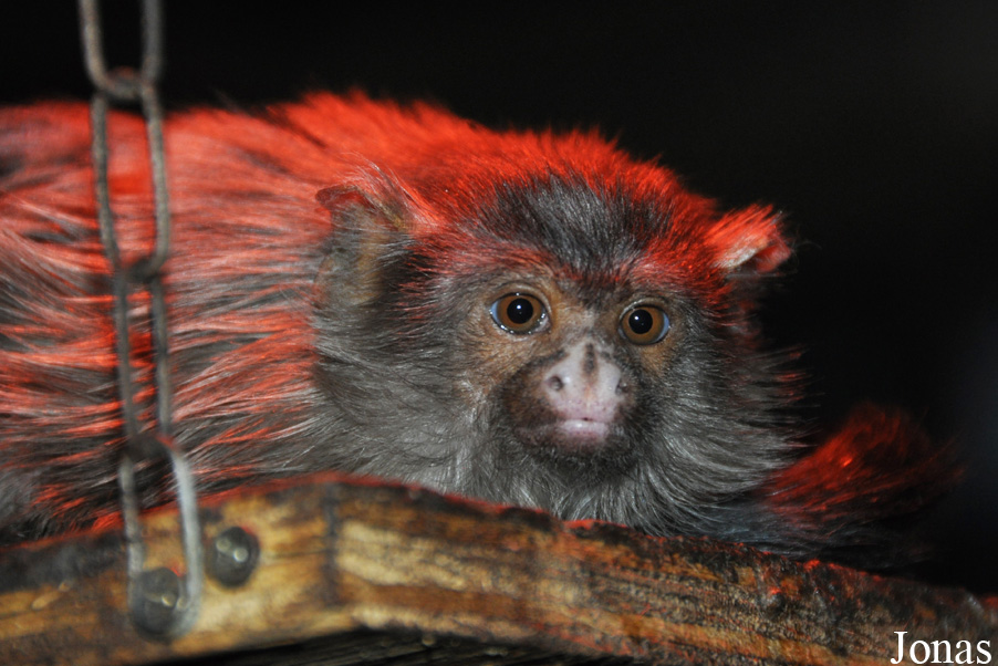 Paradise Wildlife Park