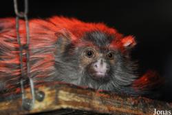Paradise Wildlife Park