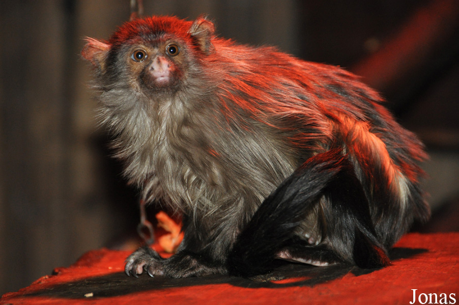 Paradise Wildlife Park