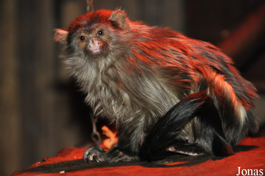 Paradise Wildlife Park