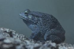 Heathrow Animal Reception Centre (P)