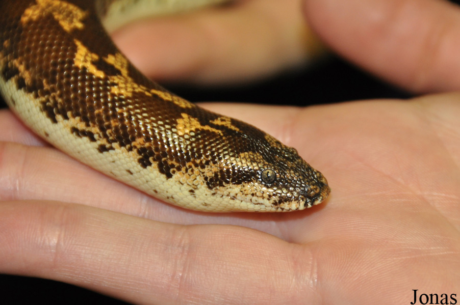 Heathrow Animal Reception Centre (P)
