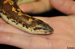 Gongylophis colubrinus