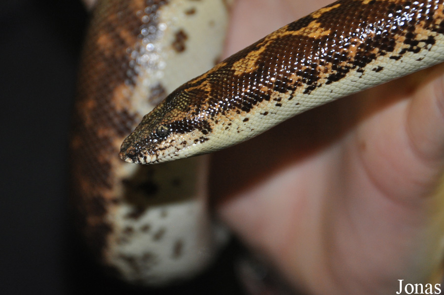 Heathrow Animal Reception Centre (P)
