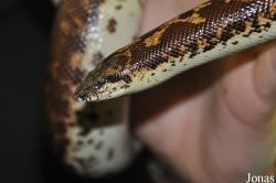 Heathrow Animal Reception Centre (P)