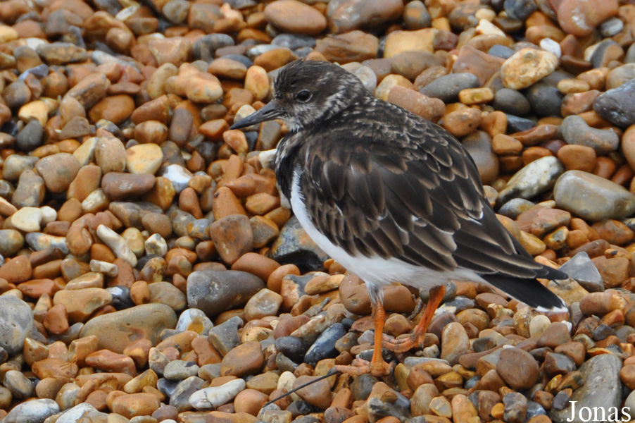 Hastings