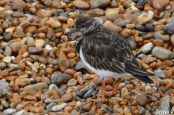 Hastings