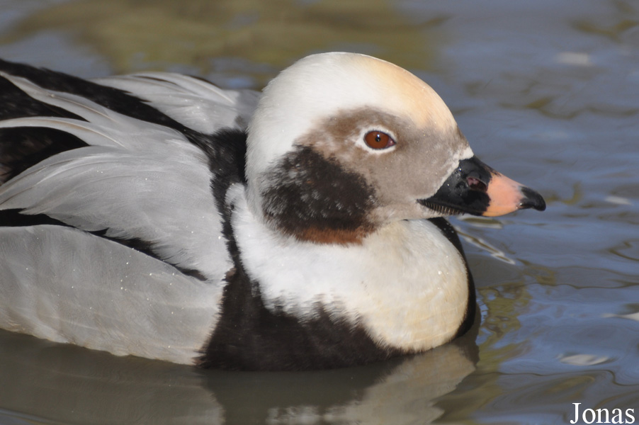 Bentley Wildfowl and Motor Museum