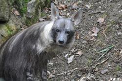 Opel-Zoo