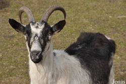 Wild und Freizeitpark Ostrittrum