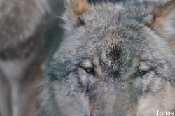 Wolfcenter Dörverden