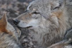 Wolfcenter Dörverden