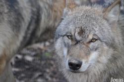 Wolfcenter Dörverden