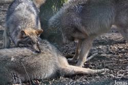 Wolfcenter Dörverden