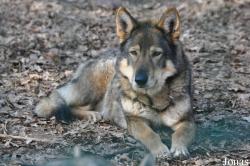 Wolfcenter Dörverden