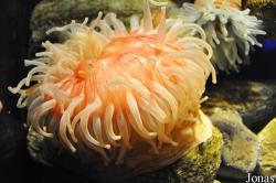 Actiniaria