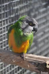 Waldvogelpark Maria-Veen
