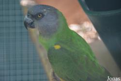 Poicephalus senegalus