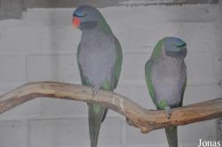 Waldvogelpark Maria-Veen
