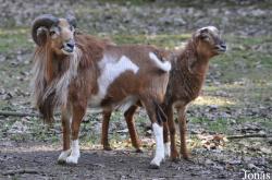 Wildpark Frankenhof