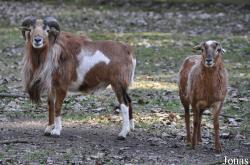 Wildpark Frankenhof