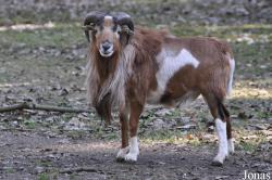Wildpark Frankenhof