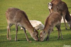 West Midland Safari & Leisure Park