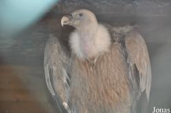 The Falconry Centre Hagley