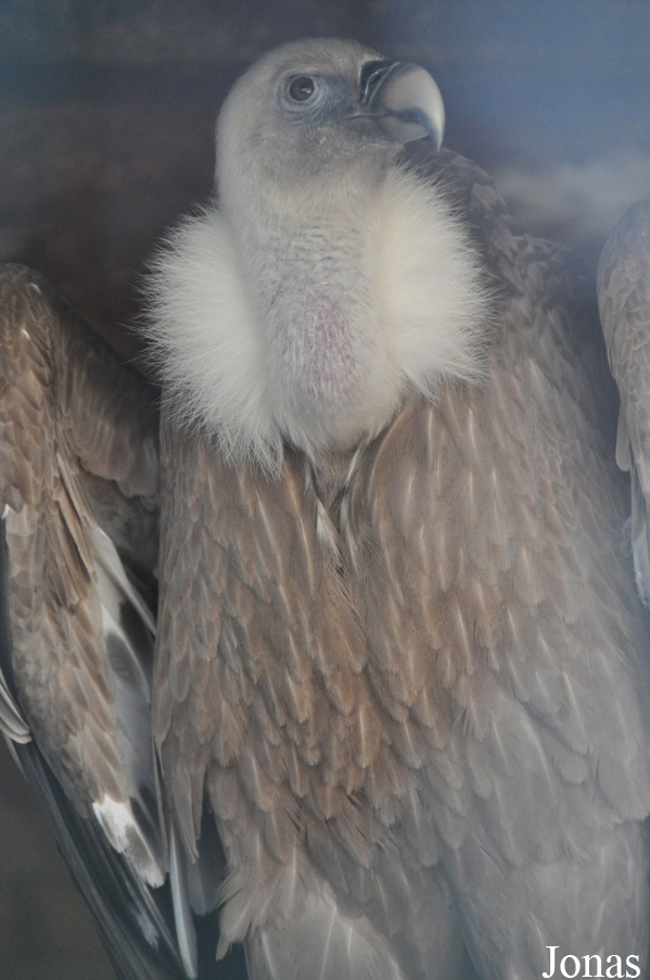 The Falconry Centre Hagley