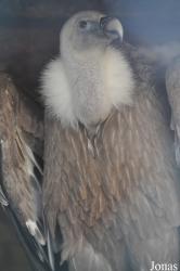 The Falconry Centre Hagley