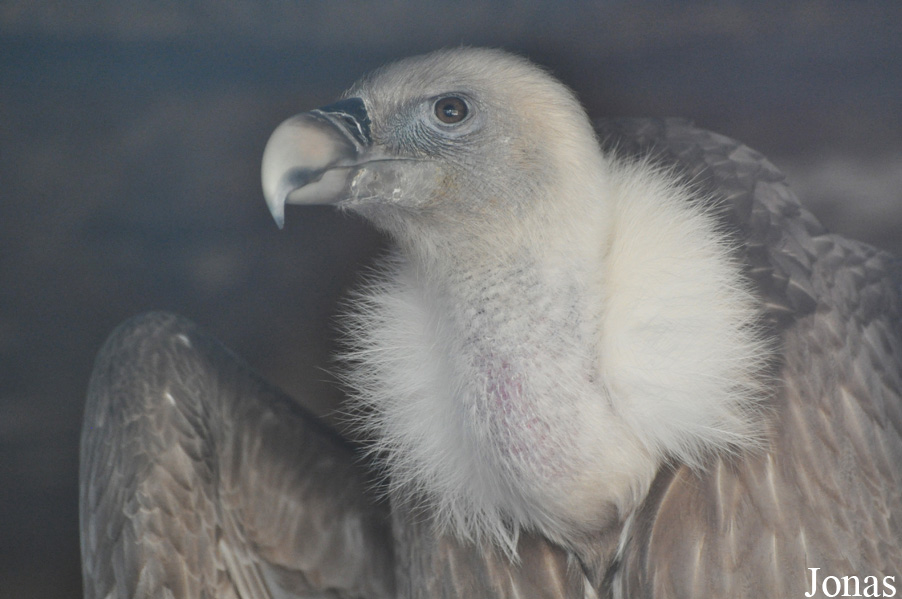The Falconry Centre Hagley