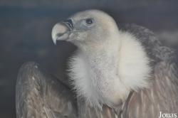 The Falconry Centre Hagley