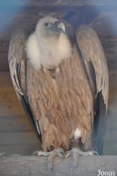 The Falconry Centre Hagley
