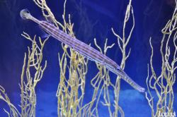 Aulostomus maculatus