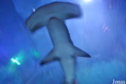 National Sea Life Birmingham