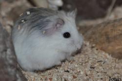 Phodopus roborovskii