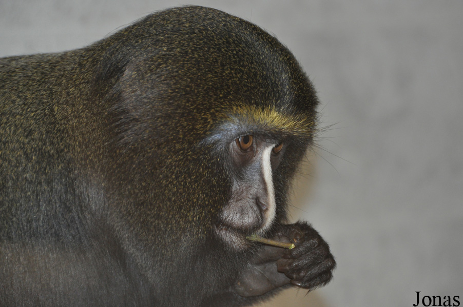 Twycross Zoo