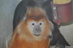 Twycross Zoo
