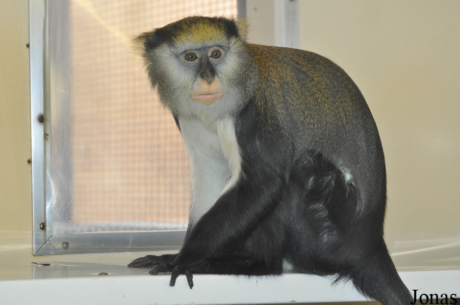 Twycross Zoo